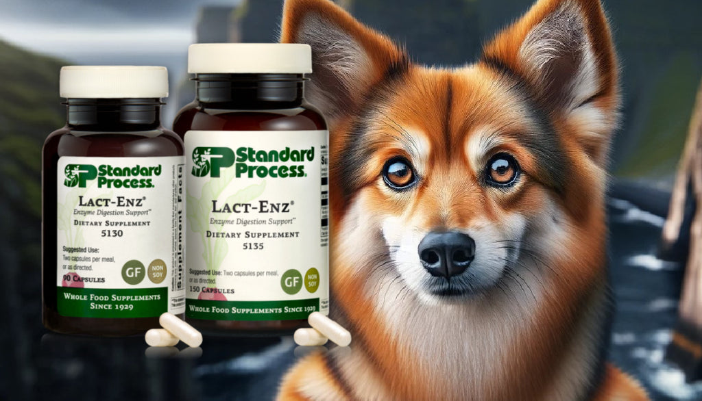 Lact-Enz® by Standard Process for Dogs: Digestive Health and Microflora Balance, Veterinary Advice