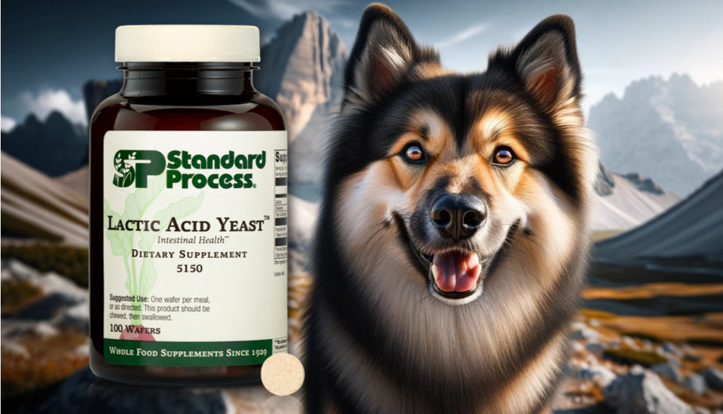 Lactic Acid Yeast™ by Standard Process for Dogs: Vet-Recommended Digestive Support