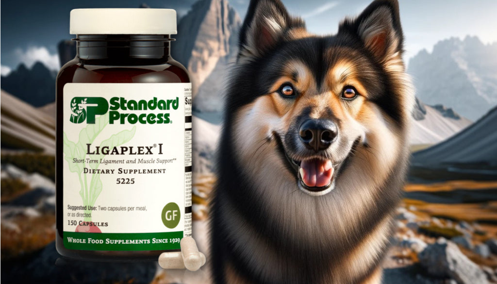 Ligaplex® I by Standard Process for Dogs: A Veterinarian's Guide to Joint and Muscle Health