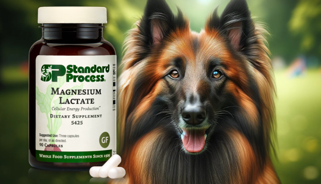 Magnesium Lactate by Standard Process for Dogs Muscle and Nerve Funct Journeys Holistic Life