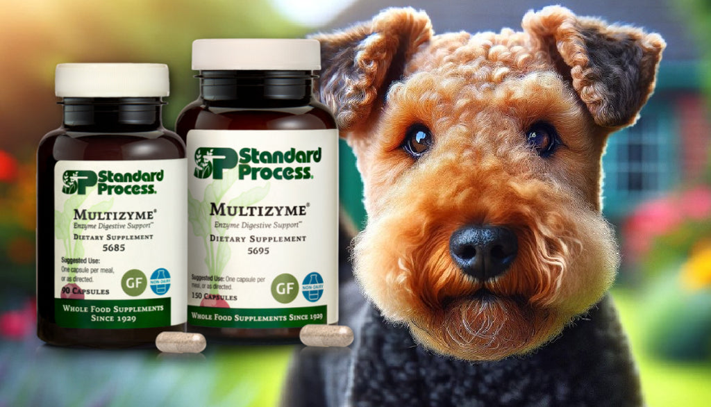 Multizyme® by Standard Process for Dogs: Digestive Enzyme Support, Vet-Recommended