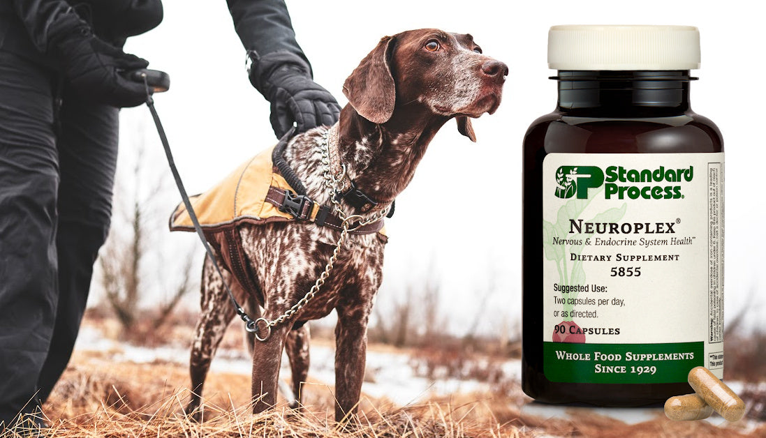 Neuroplex® for Dogs by Standard Process: Nervous System Support, Uses ...
