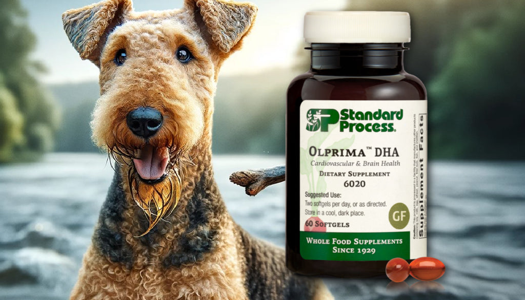 Olprima™ DHA by Standard Process for Dogs: Brain and Cardiovascular Health, Vet-Endorsed