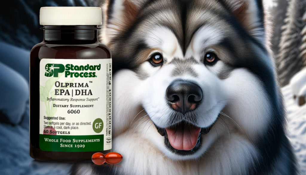 Olprima™ EPA|DHA by Standard Process for Dogs: Comprehensive Omega Support, Expert Veterinary Insights