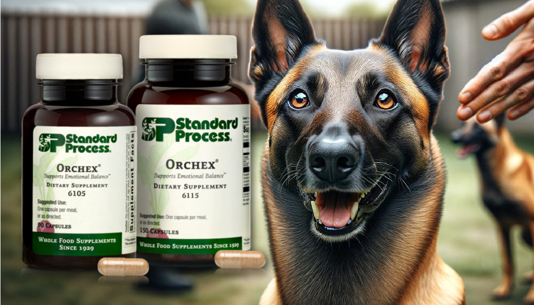 Orchex® by Standard Process for Dogs Nervous System and Emotional Bal Journeys Holistic Life