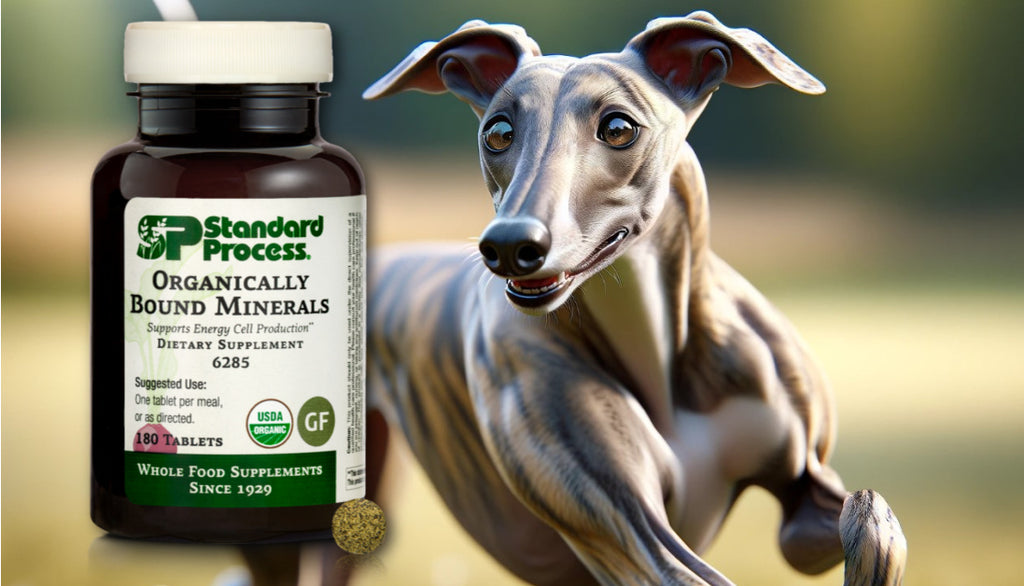 Organically Bound Minerals by Standard Process for Dogs: Mineral Balance Advice from Vets