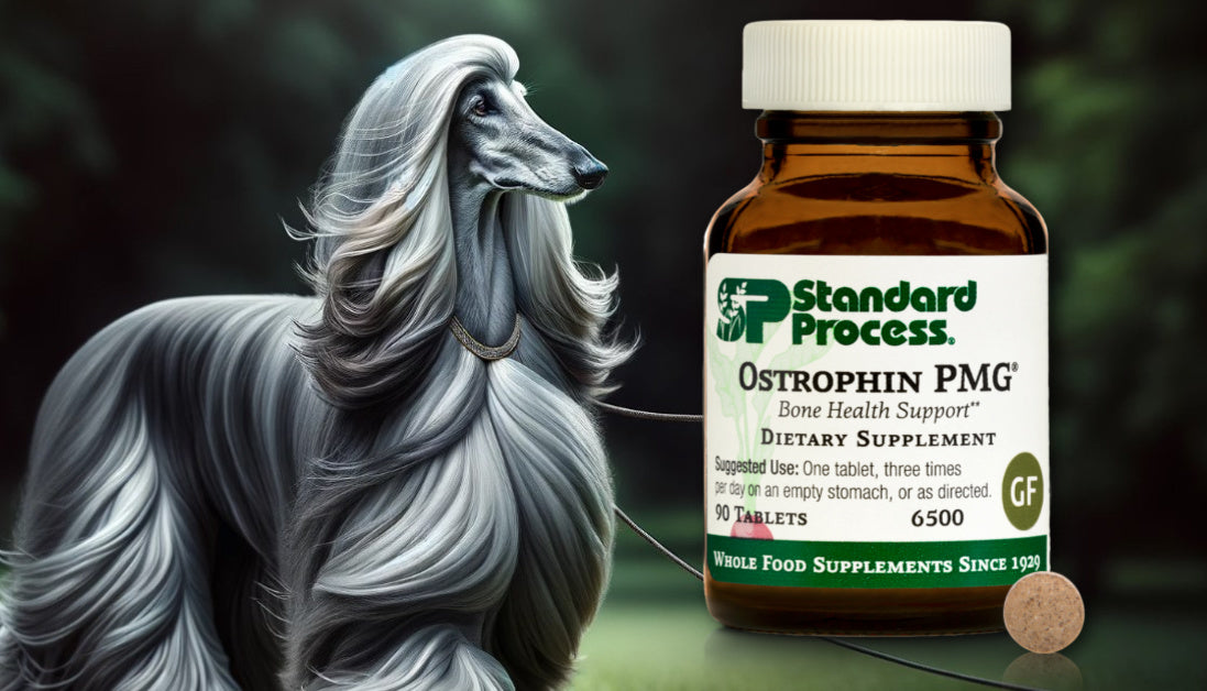 Ostrophin PMG® by Standard Process for Dogs Bone and Teeth Strength