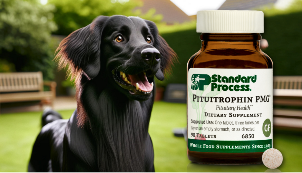 Pituitrophin PMG® by Standard Process for Dogs: Pituitary Gland Health, A Veterinarian's Guide