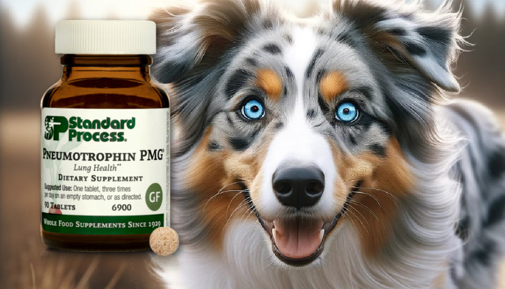 Pneumotrophin PMG® for Dogs by Standard Process: Lung and Respiratory Health, Veterinary Insights