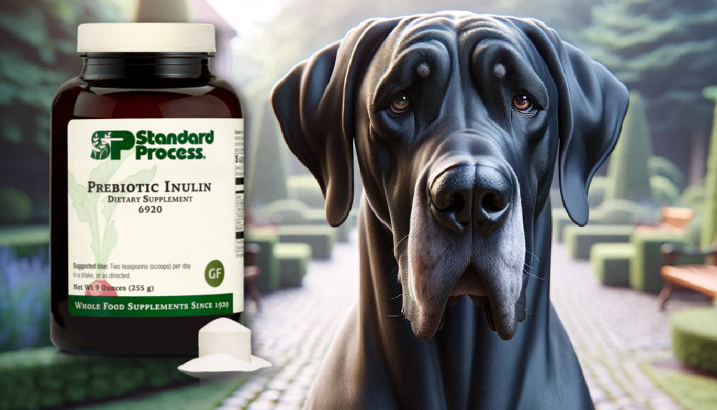 Prebiotic Inulin for Dogs by Standard Process: Digestive Health and Microflora Support, A Vet's Approach