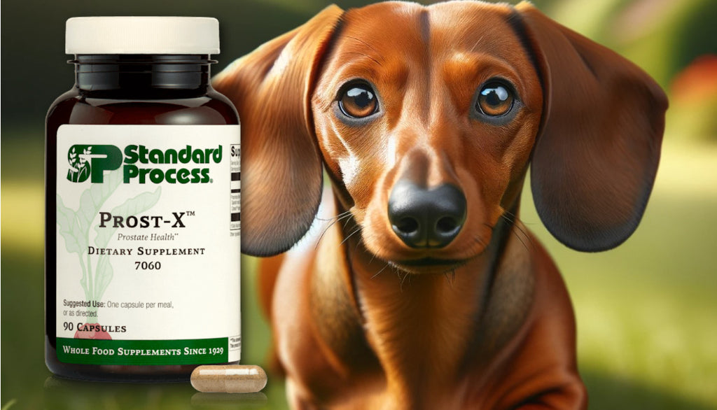 Prost-X™ by Standard Process for Dogs: Healthy Prostate Function, Vet-Endorsed