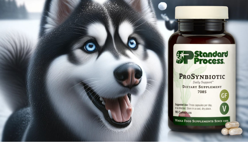 ProSynbiotic for Dogs by Standard Process: Digestive and Immune Support, A Veterinarian’s Guide