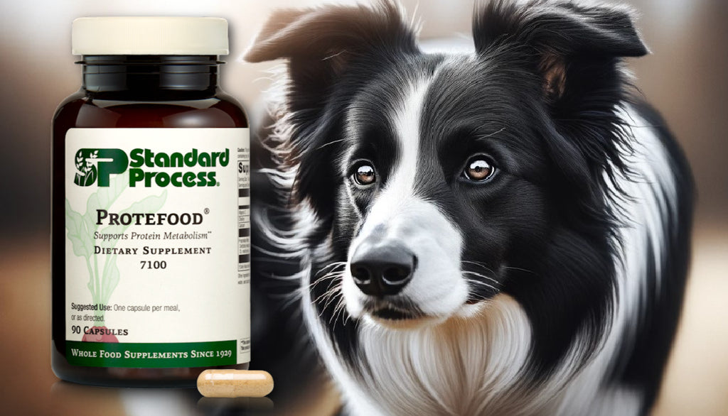 Protefood® by Standard Process for Dogs: Muscle and Cellular Health, Veterinary-Recommended