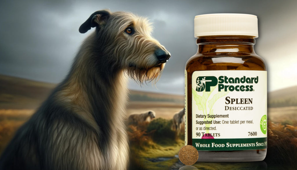 Spleen Desiccated by Standard Process for Dogs: Immune and Digestive Health, Expert Veterinary Insights