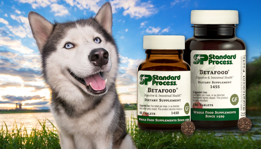 Betafood for Dogs by Standard Process: Digestion, Liver Care, Preventi ...