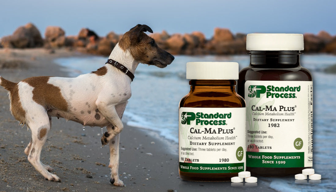 Cal-Ma Plus for Dogs by Standard Process: Benefits, Use & Safety ...