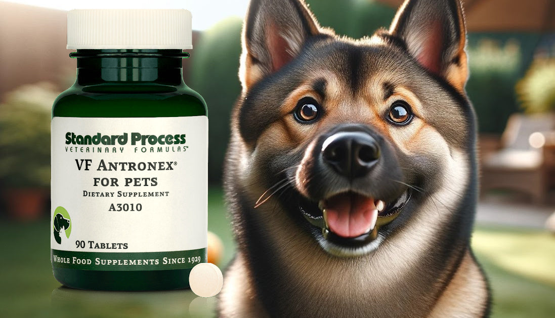 VF Antronex® for Dogs by Standard Process Liver Support, Expert Vet I