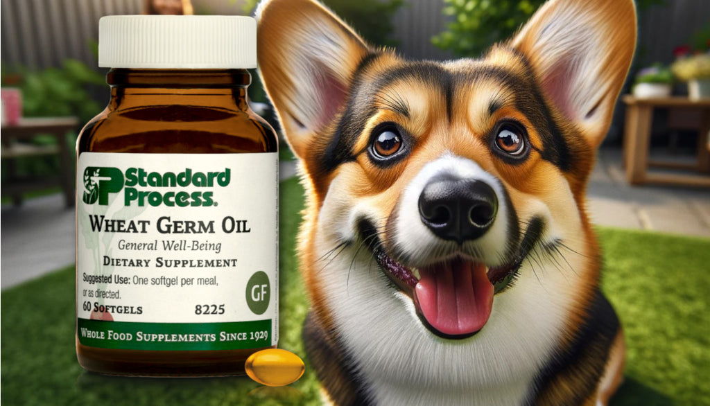 Wheat Germ Oil for Dogs by Standard Process: Skin and Coat Nourishment, Veterinary-Recommended