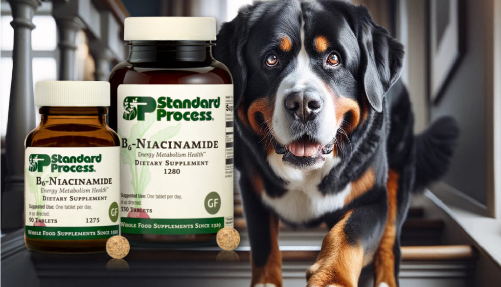 B6-Niacinamide for Dogs: Boost Health with Vital Nutrients