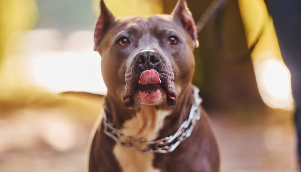 5 Dental Chews Perfect for Blue Pitbulls' Teeth! ( Top Vet Picks )Dogs, Pitbulls