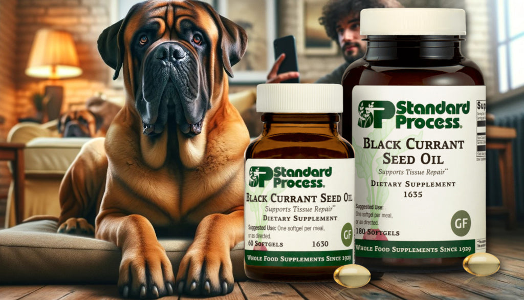 The Ultimate Guide to Black Currant Seed Oil for Dogs