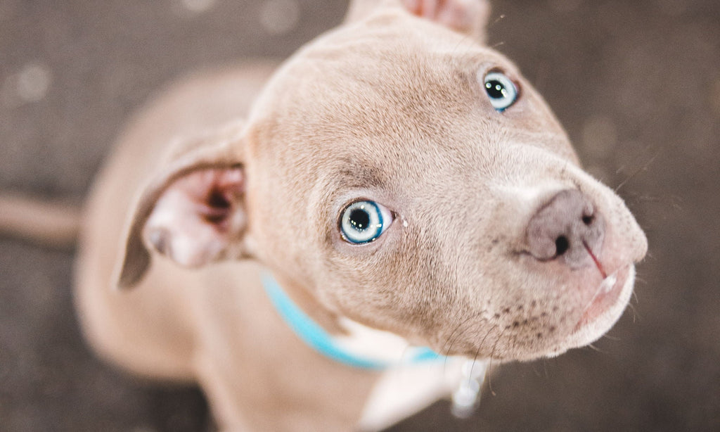 Blue Fawn Pitbull - Appearance - Price - Lifespan - TemperamentDogs