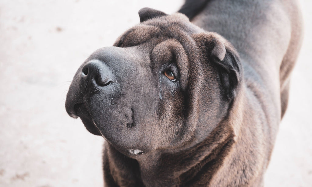 The Natural Supplements To End Your Shar Pei’s Smelly CoatDogs