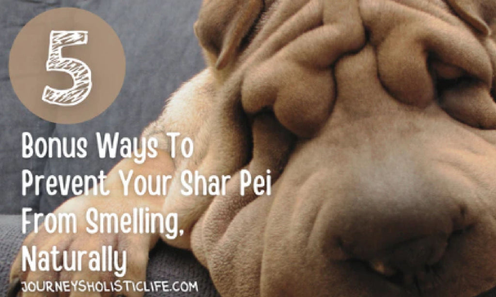 5 Bonus Ways To Prevent Your Shar Pei From Smelling, NaturallyDogs