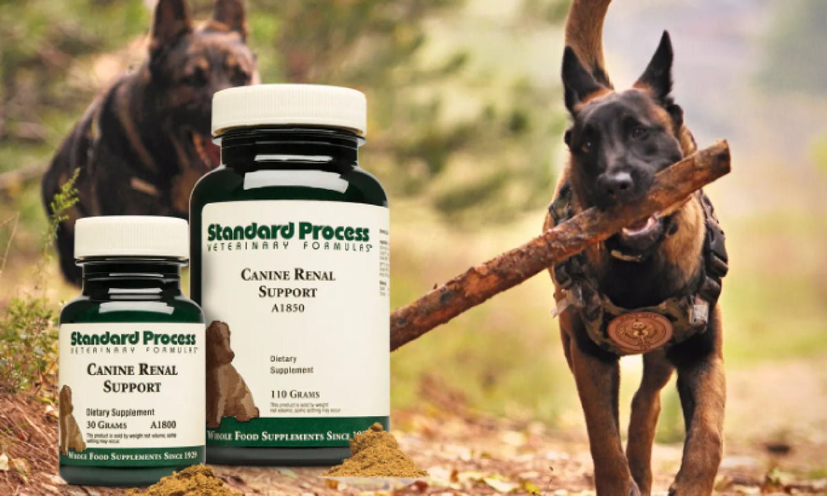 Standard Process Canine Renal Support Kidney Health For Dogs