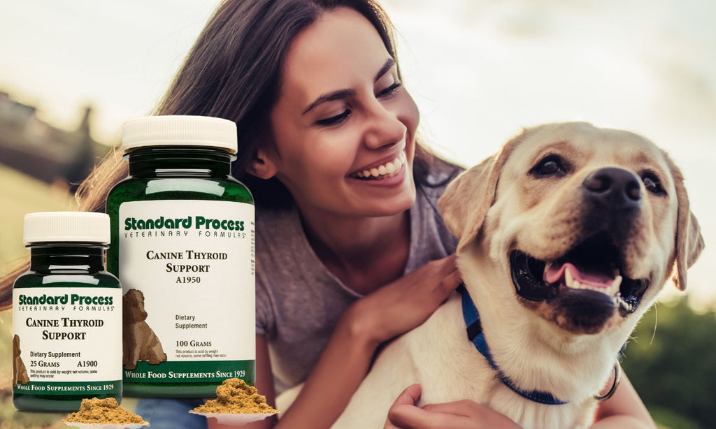Standard Process Canine Thyroid Support | Hormone Balance For DogsDogs, Dr. Candy Akers, Standard Process, Thyroid