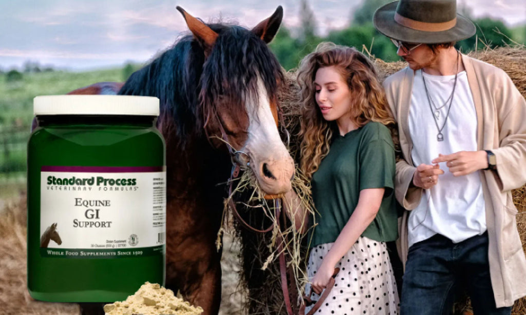 Standard Process Equine GI | Equine Digestive Supplements - Horse HealthDigestion, Dr. Candy Akers, Horses, Standard Process