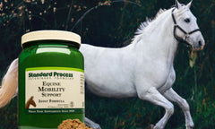 Standard Process Equine Mobility | Horse Muscle & Joint Supplement