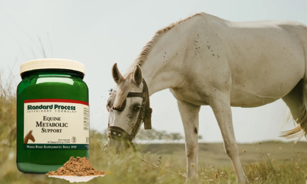 Standard Process - Equine Metabolic Syndrome SupplementsDr. Candy Akers, Horses, Standard Process