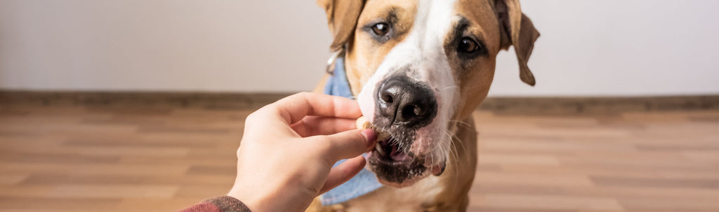 Dogs - Digestion Support | Improve Gut Health For Your Dog