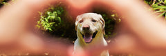 Dogs - Heart Health | Canine Cardiac Support