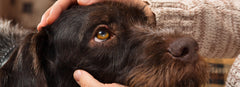 Dogs - Skin & Coat | Canine Dermal Supplements
