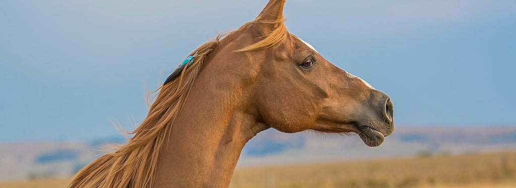 Standard Process Supplements For Horses | Comparison & Vet Reviews | Journeys Holistic Life