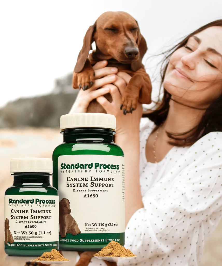 Canine Immune Support by Standard Process