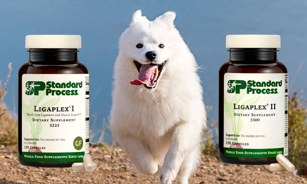 Ligaplex for Dogs Standard Process