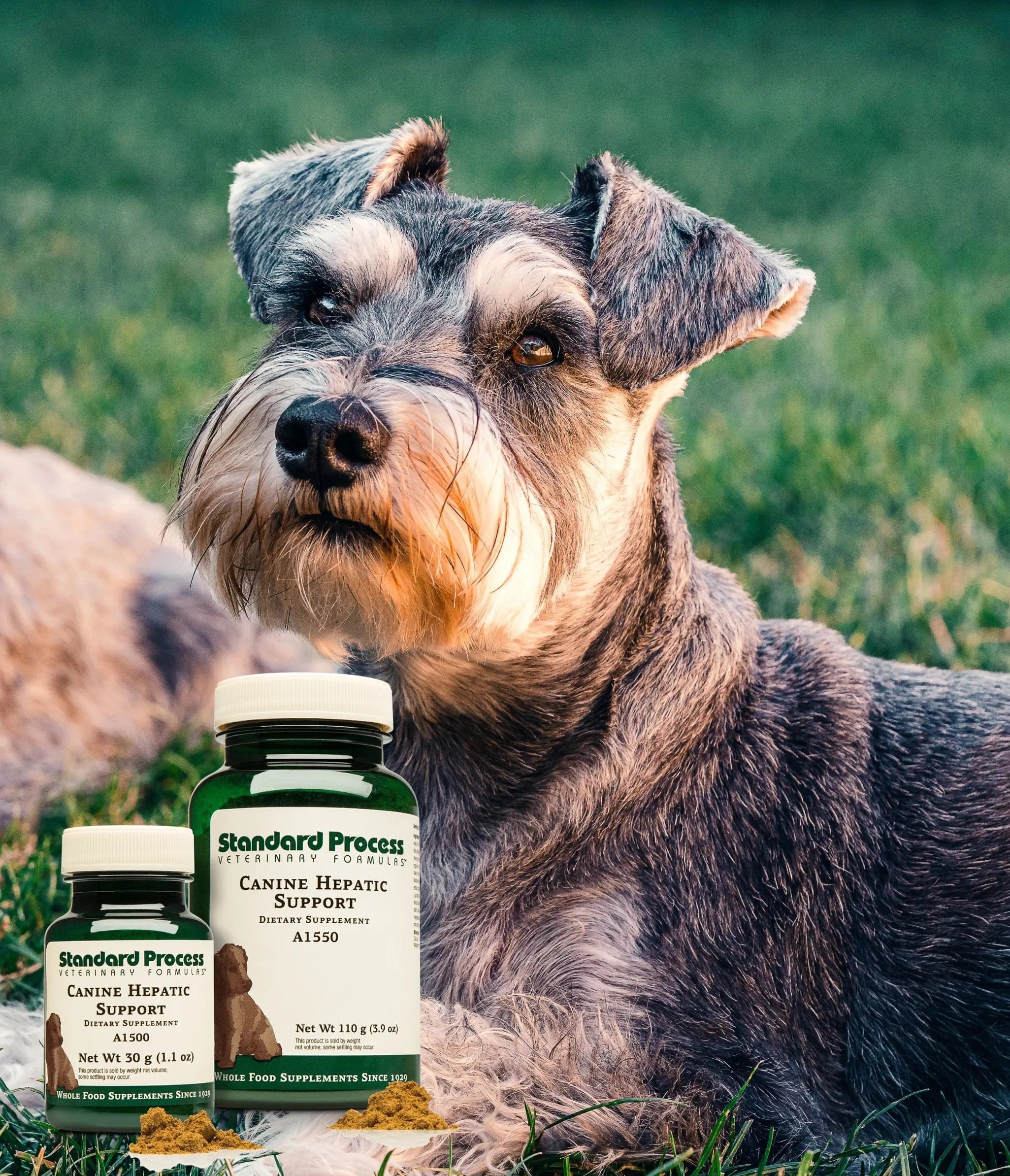 Standard process thyroid 2024 support for dogs