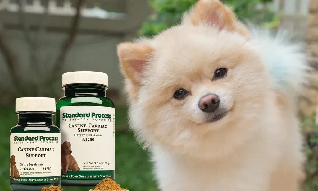 Best dog food for dog with heart murmur clearance