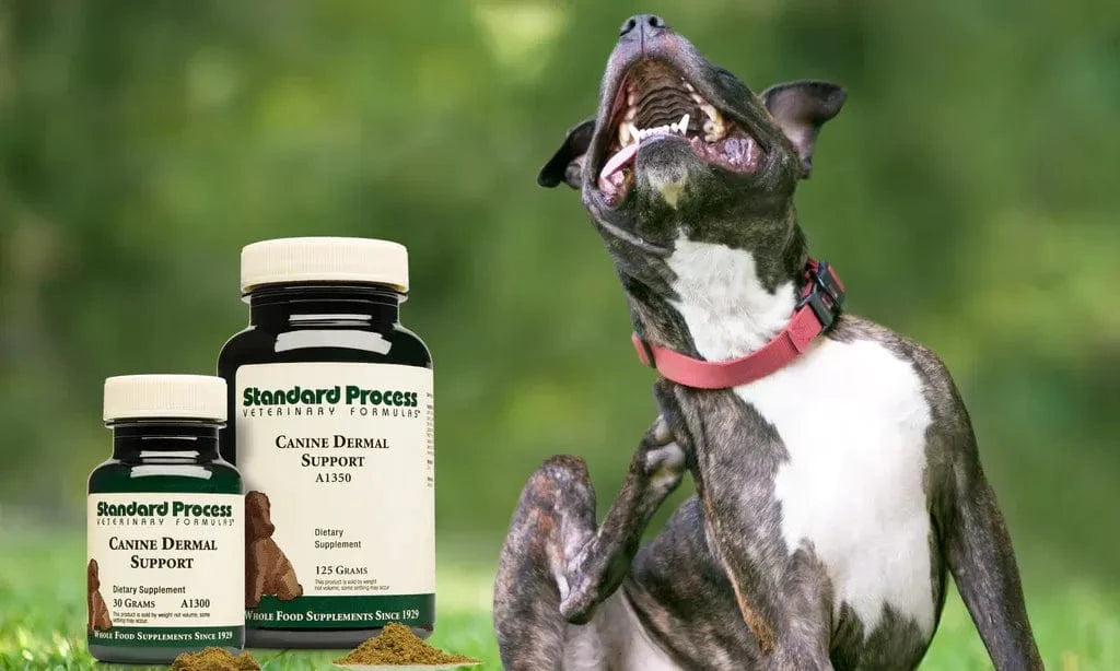 Standard process dog sales supplements