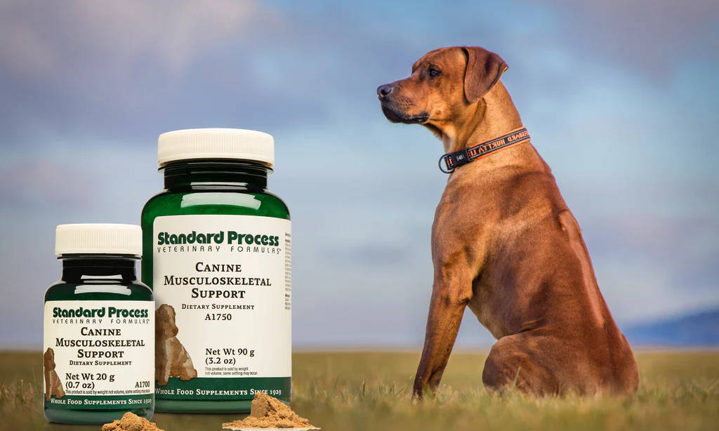 Canine Musculoskeletal Support Standard Process- Buy Here & Vet Review ...
