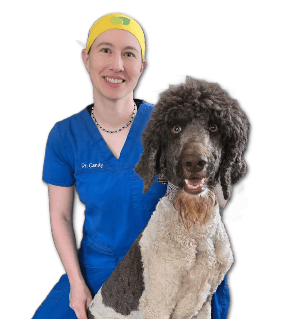 Journeys Holistic Life Dr. Candy's Holistic Healthy Dog Online Consultation