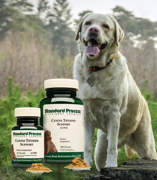 Standard Process Canine Thyroid Support