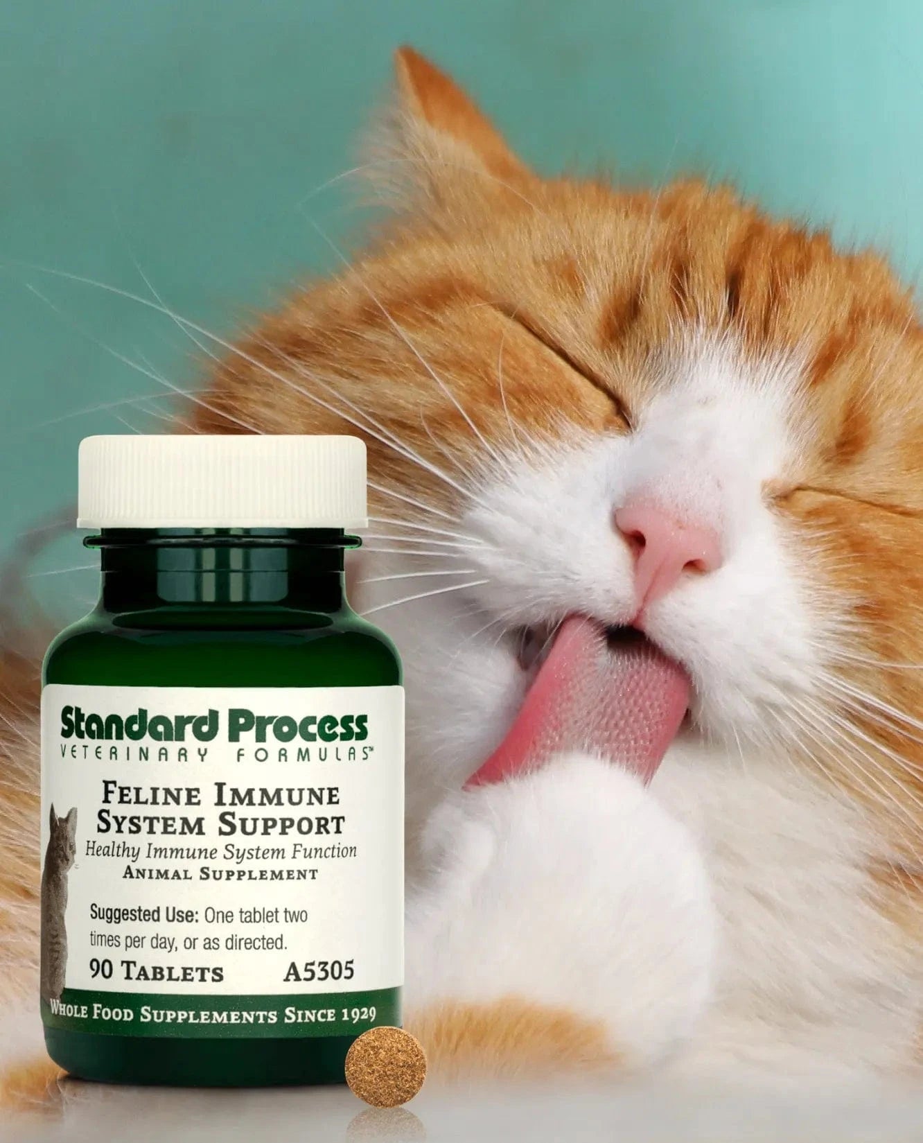 Cat 2024 immune system