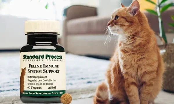 Feline Immune System Support by Standard Process Vet Review Uses Journeys Holistic Life